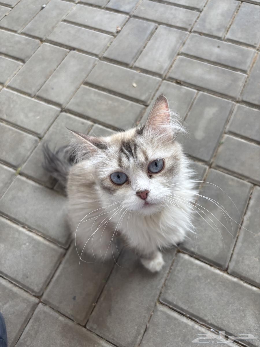 Cat64173239032066110