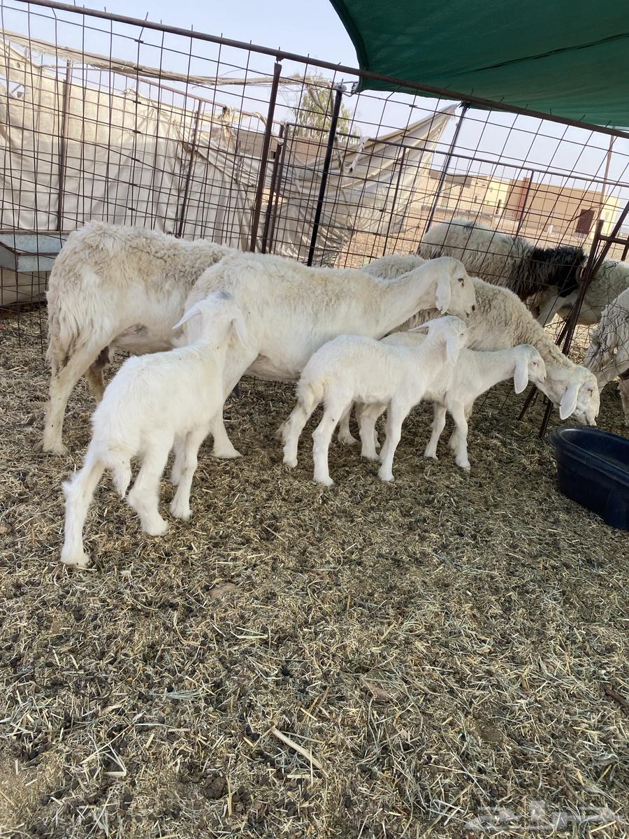 Sheep for Sale - Free Range64152452889857112