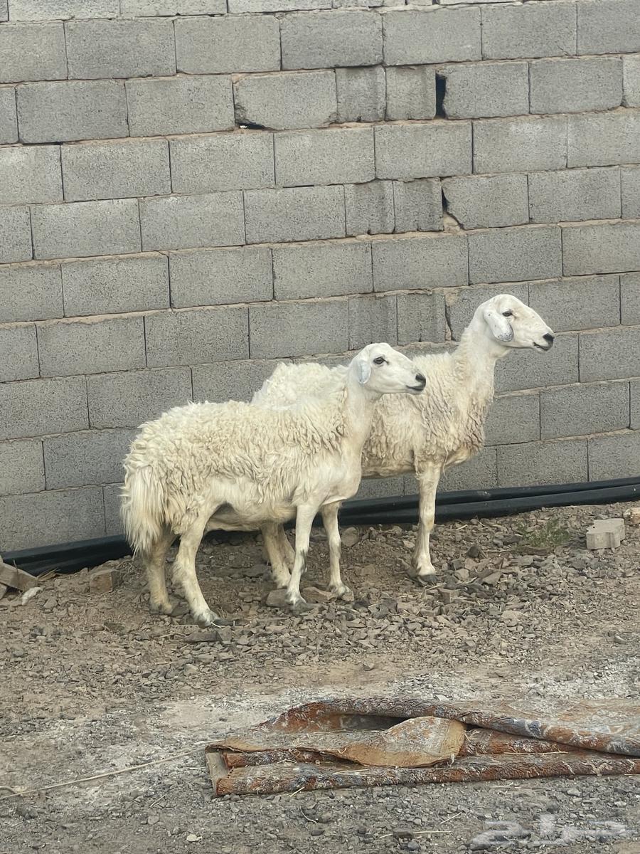 Two sheep, one healthy and one strong ((Sold))64149077761793113