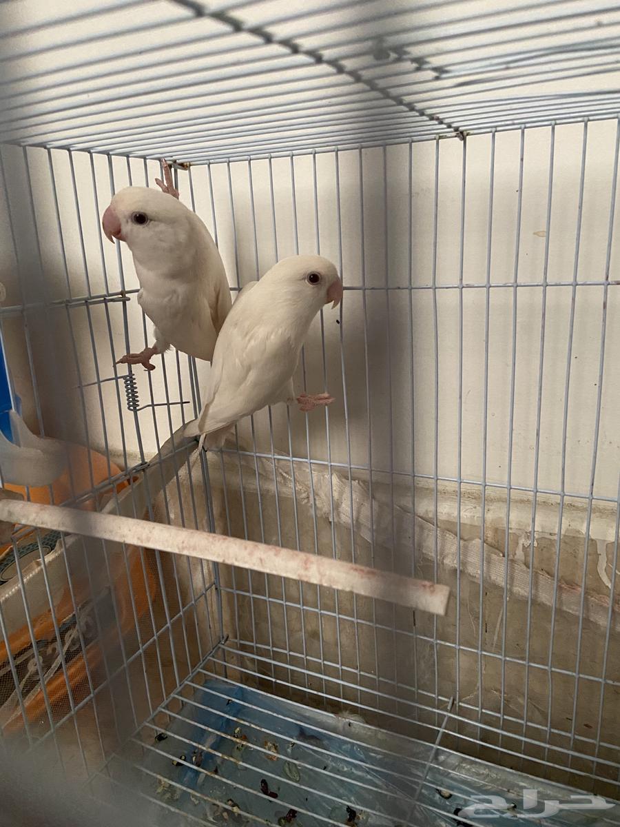 طيور روز64171967759361112