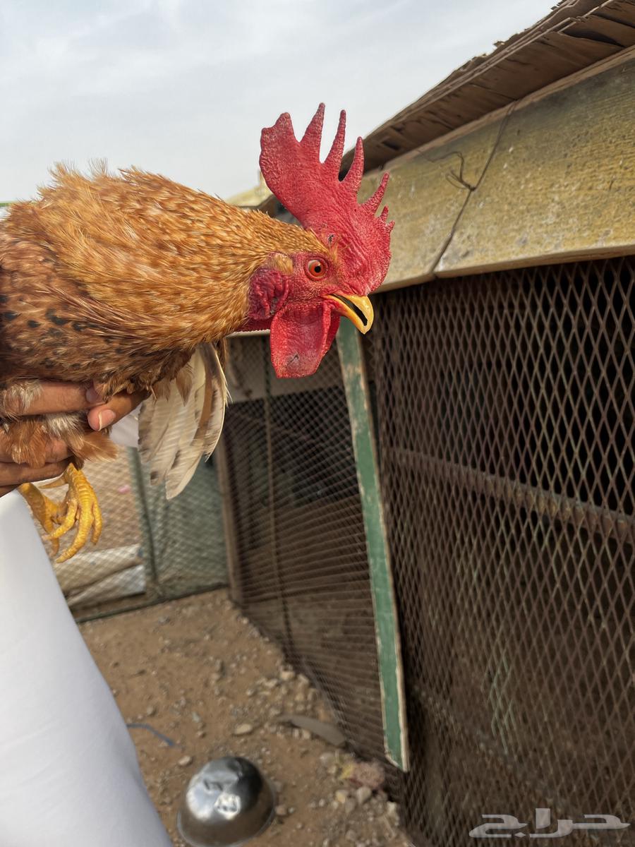 Hello and may the peace, mercy, and blessings of God be upon you. I am offering a rooster in excellent health64166542754305113