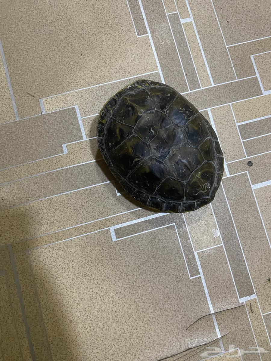 اللبيه سلحفاء وسط64176083900162110