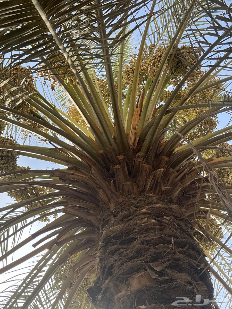 نخلة برحي64152038483714113