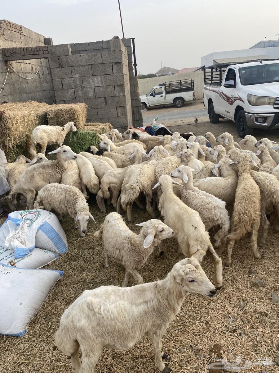 70 راس بهم حري64165311279490112