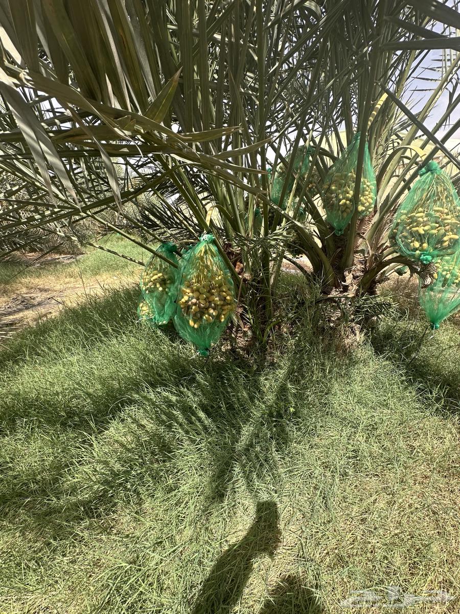 Fruit-bearing palm trees available in various quantities and sizes, contact me through Al-Saamel64155868050561110