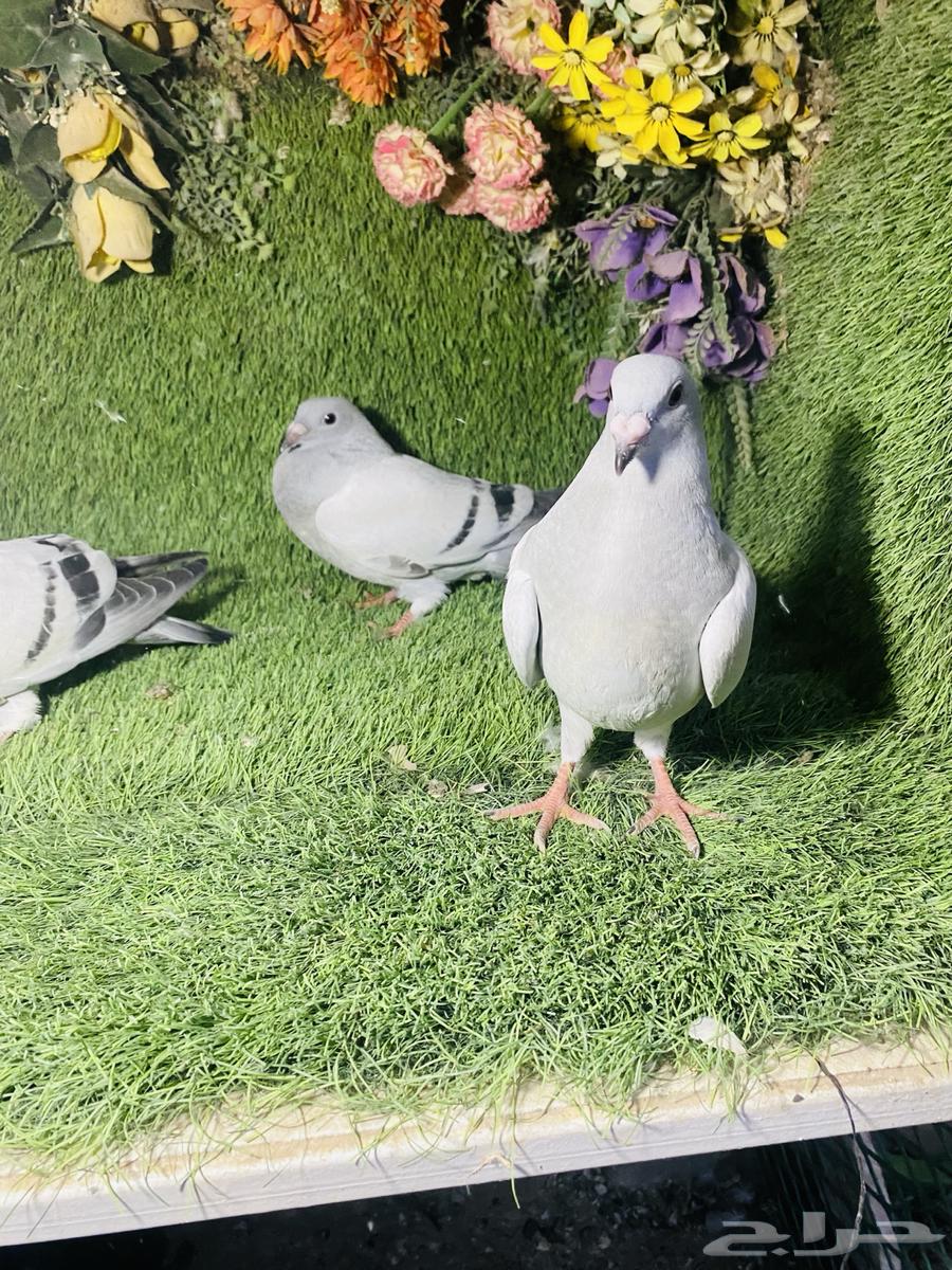 للبيع طبات زواجل ايس64173450244994112