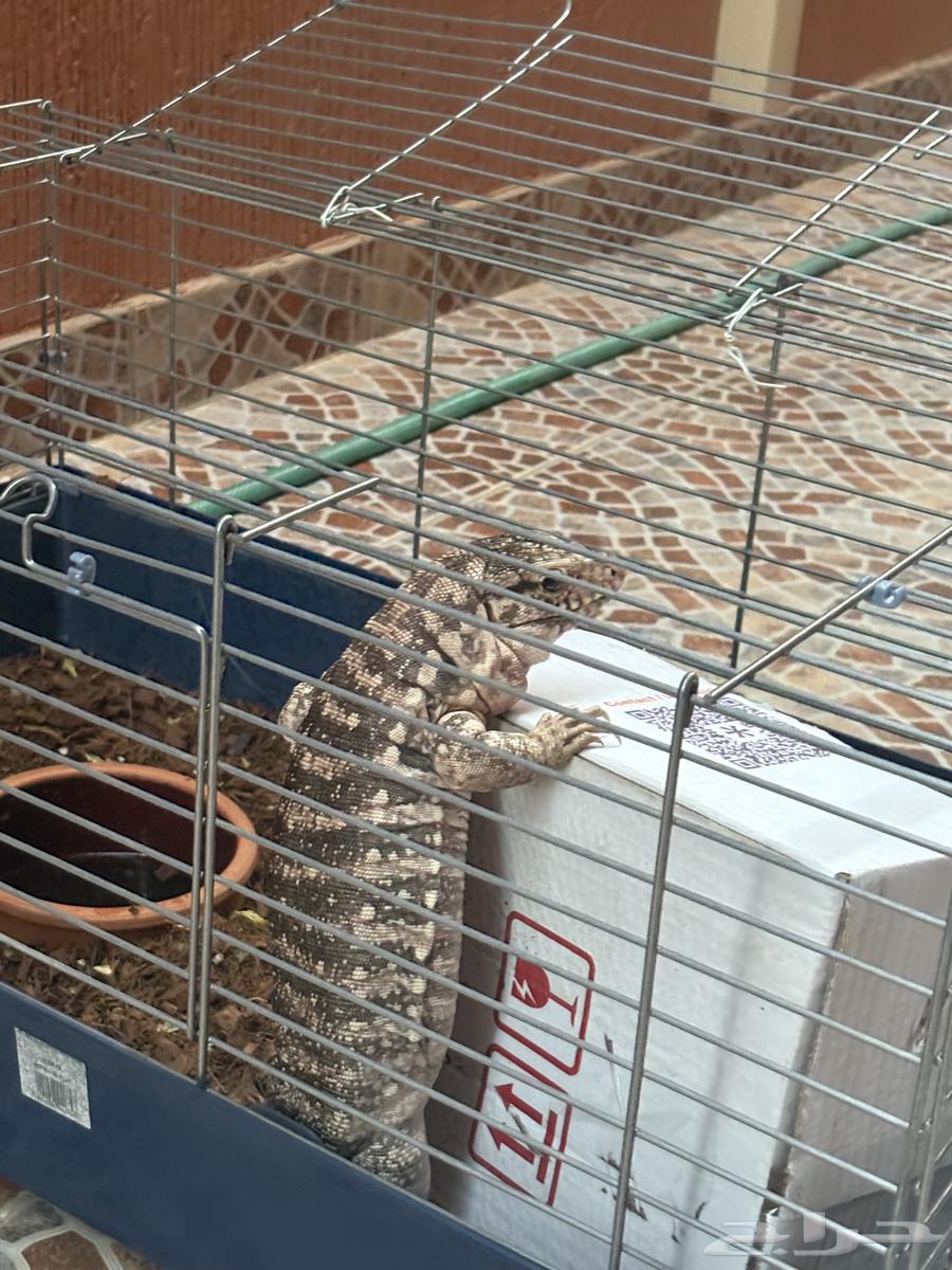 تيقو أرجنتيني للبيع64383317058561112