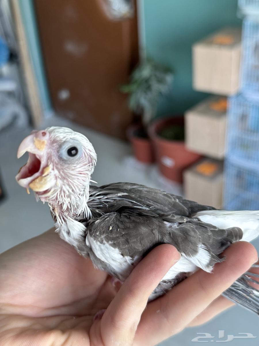 تم البيع64156158328322110