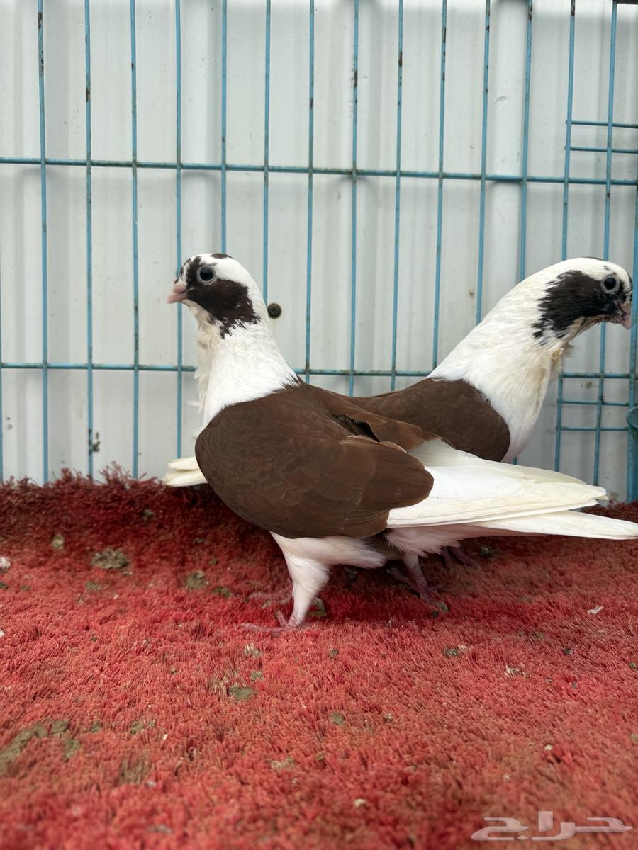 زوج بربريسي احمر تم البيع64156383073283114
