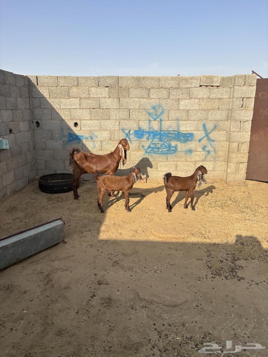 للبيع جفره قبرصيه رباع تحتها توم64165298708609110