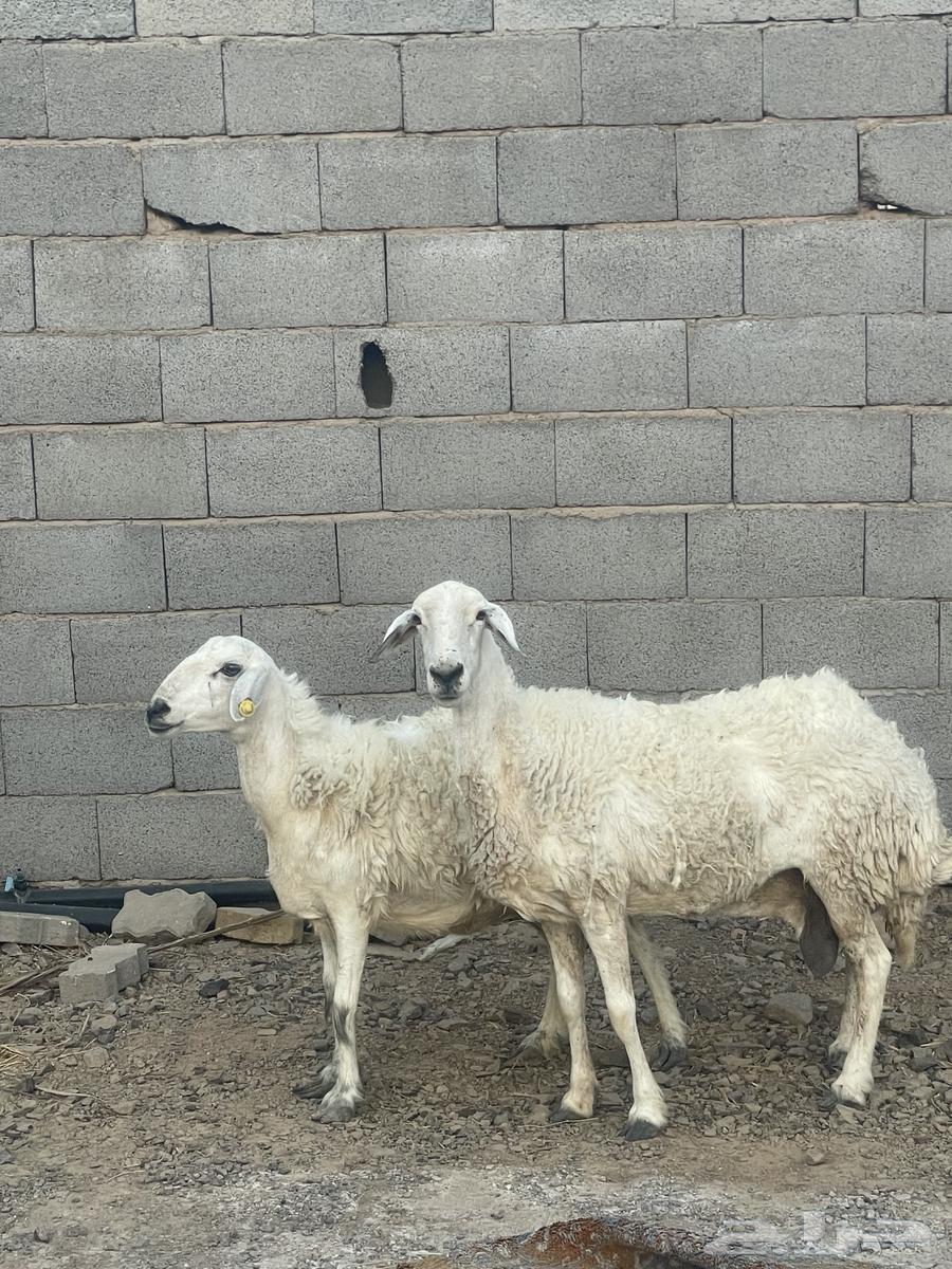 Two sheep, one healthy and one strong ((Sold))64149077761793110