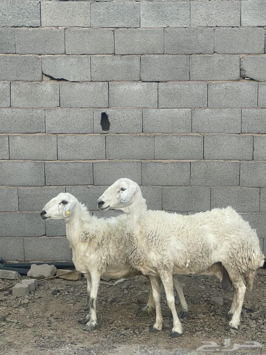 Two sheep, one healthy and one strong ((Sold))64149077761793114