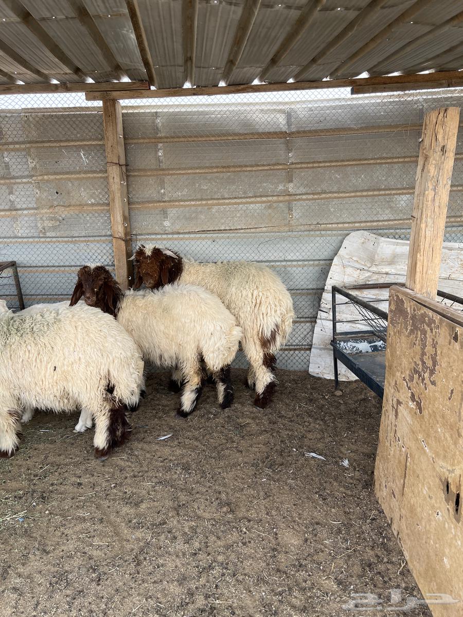Local slaughtered lambs for sale with delivery to all neighborhoods of Riyadh64152234228611113
