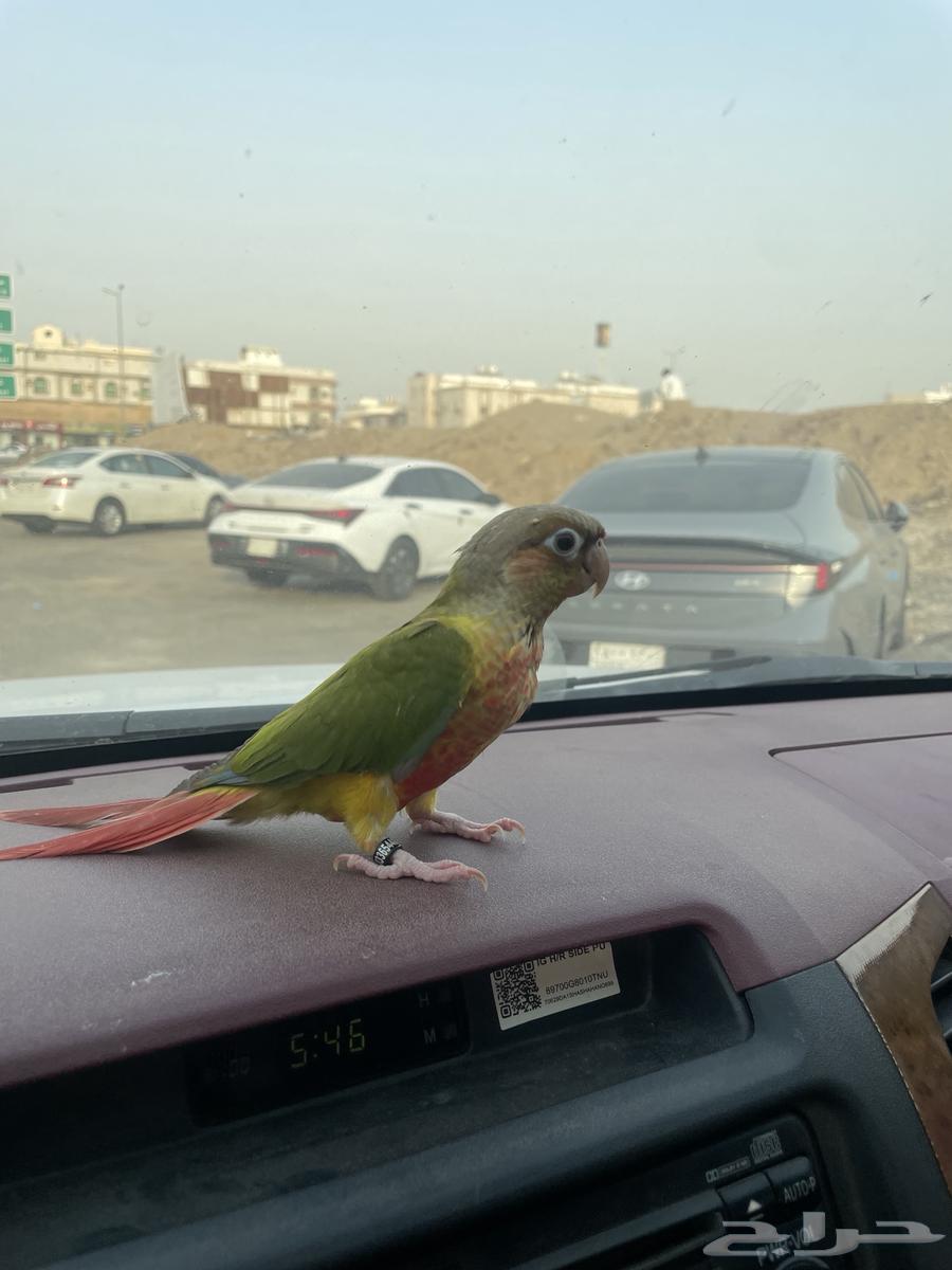 كونيور للبيع64146242506243110