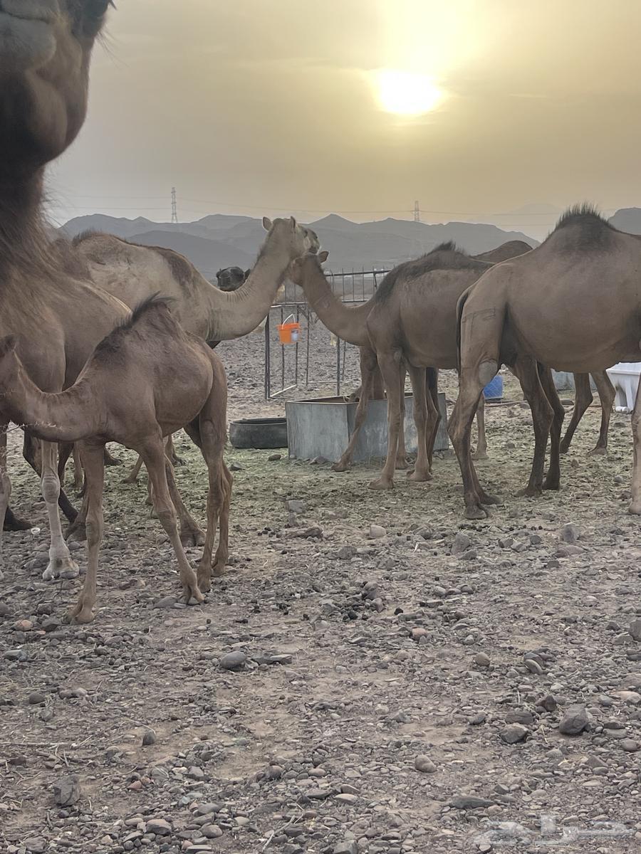 ابل بكار ( تم البيع )64168361741571111