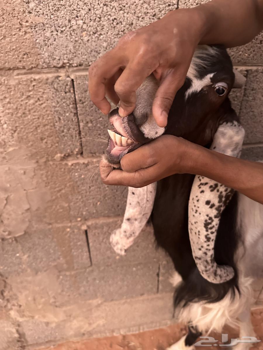 للبيع   ماعز64166726577410111