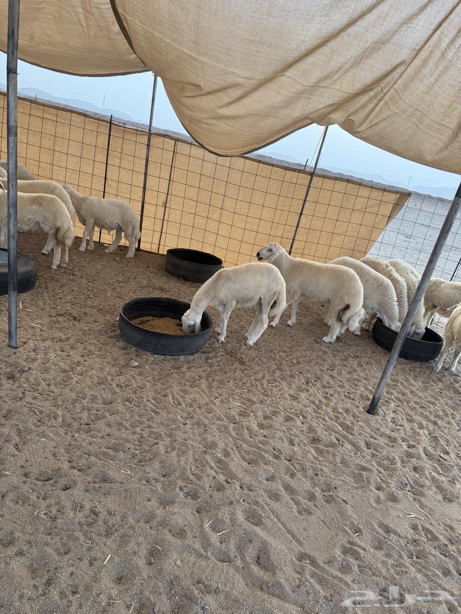 طليان ورخال للبيع64165908394882111