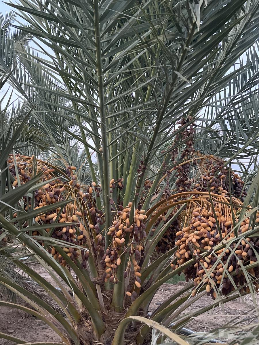 Barni dates for sale64154810779393111
