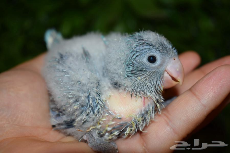 Blue Quaker Chickens Remaining, Some Sold63619068277634113