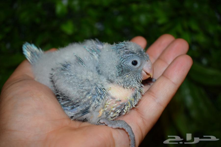 Blue Quaker Chickens Remaining, Some Sold63619068277634111