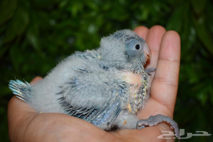 Blue Quaker Chickens Remaining, Some Sold63619068277634112