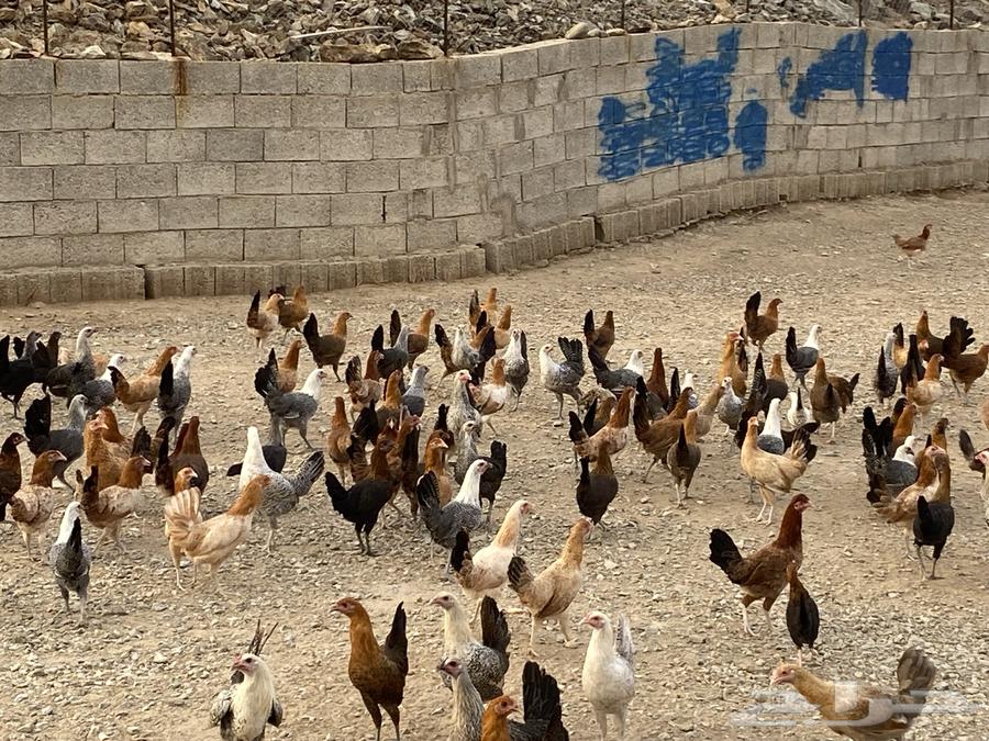 دجاج اناثي للبيع64156395533826111