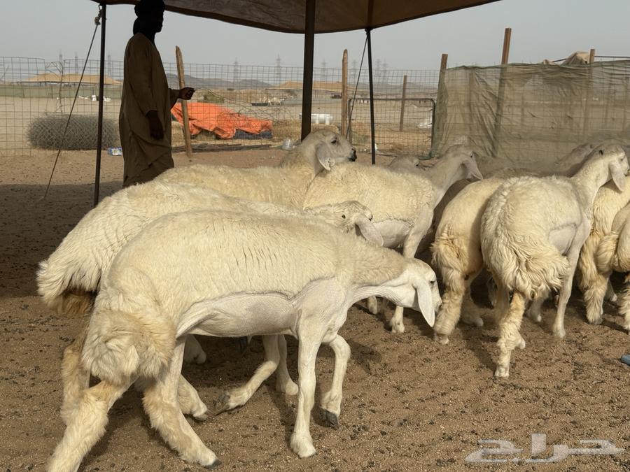 سلام عليكم ورحمة الله وبركاته64168157544067110