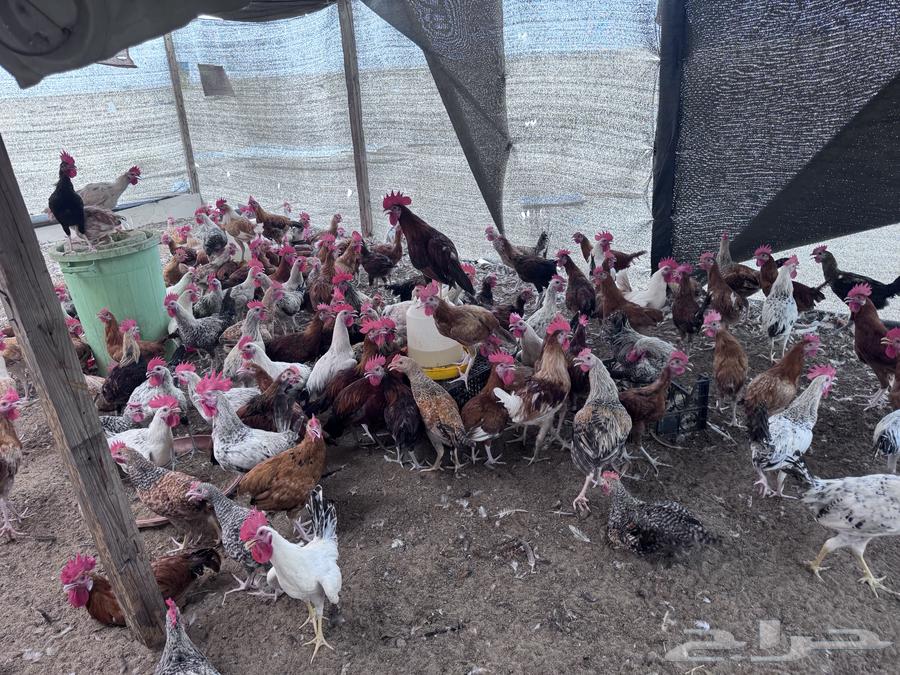 ديوك بلدي تفرقة و جملة ويوجد ذبح64146971813121110