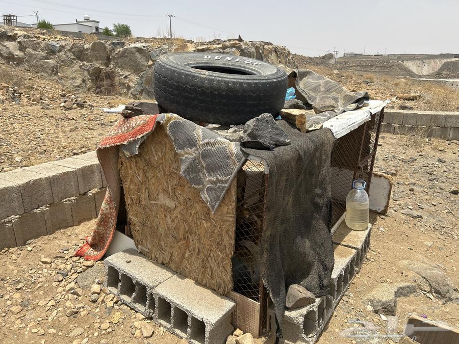 سلام عليكم يوجد شبك دجاج كفو خلي من الكسور64377856033027111