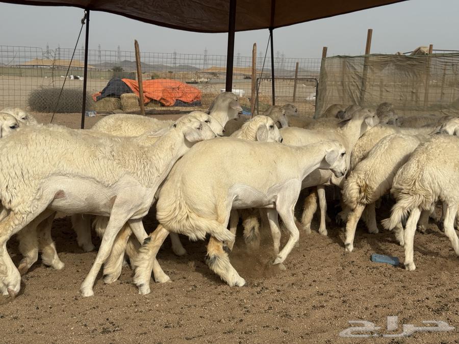 سلام عليكم ورحمة الله وبركاته64168157544067111