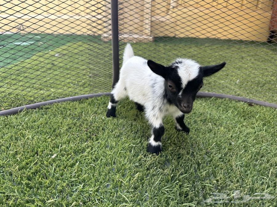 Dwarf Goat64169443363202110