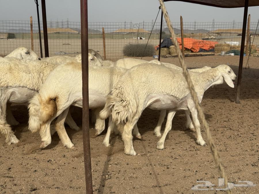 سلام عليكم ورحمة الله وبركاته64168157544067114