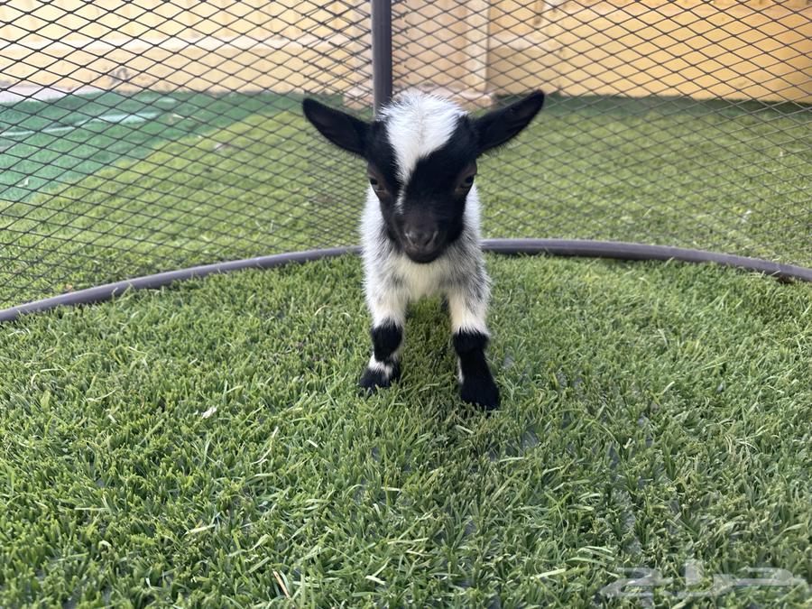 Dwarf Goat64169443363202111