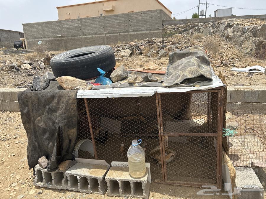 سلام عليكم يوجد شبك دجاج كفو خلي من الكسور64377856033027110