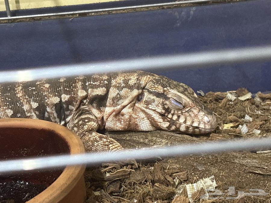 تيقو أرجنتيني للبيع64383317058561110