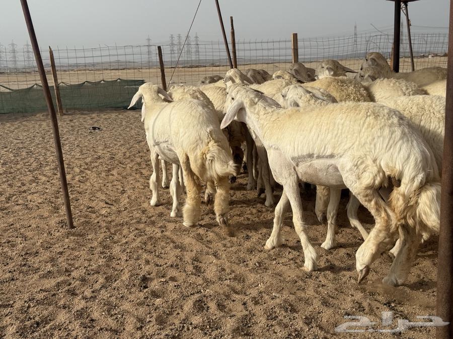 سلام عليكم ورحمة الله وبركاته64168157544067113