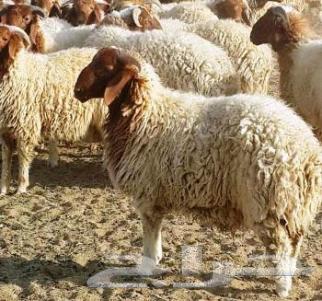 High-quality local Najdi sheep and rams for sale, premium meat, clean feed64151137728642111