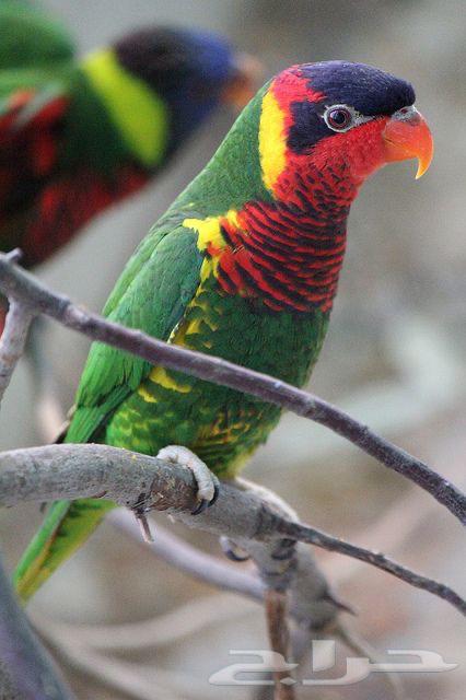 فرخ غر لوري اورنيت - Ornate Lorikeet64150899335937111