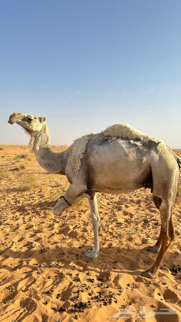 ناقه ضروبه64173438413186110