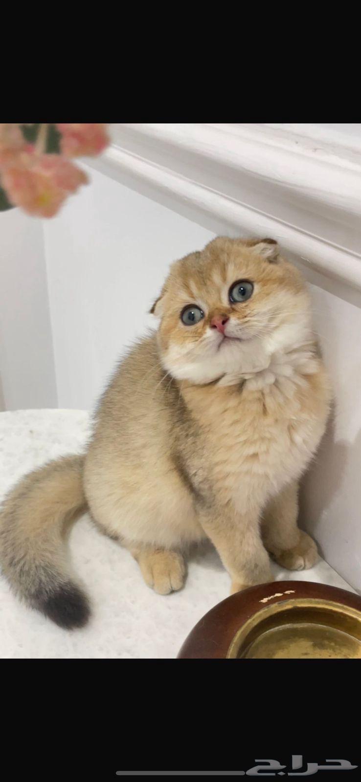 Pure Scotch Male for Sale63654678537601111