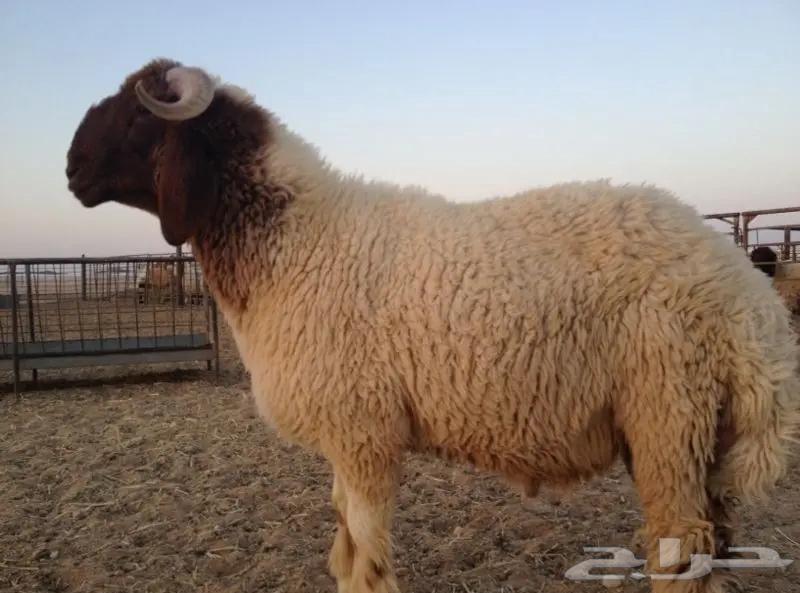 High-quality local Najdi sheep and rams for sale, premium meat, clean feed64151137728642112