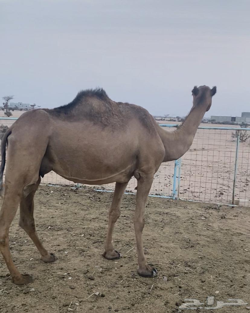 ناقه للبيع مبيوع ولدها64169651680770111