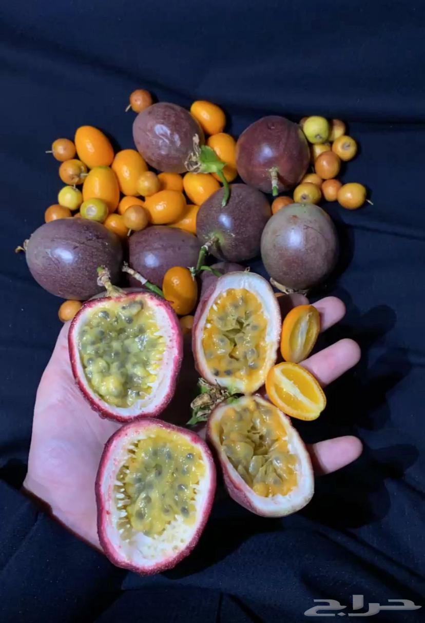 باشن فروت البنفسجي64167149011713113