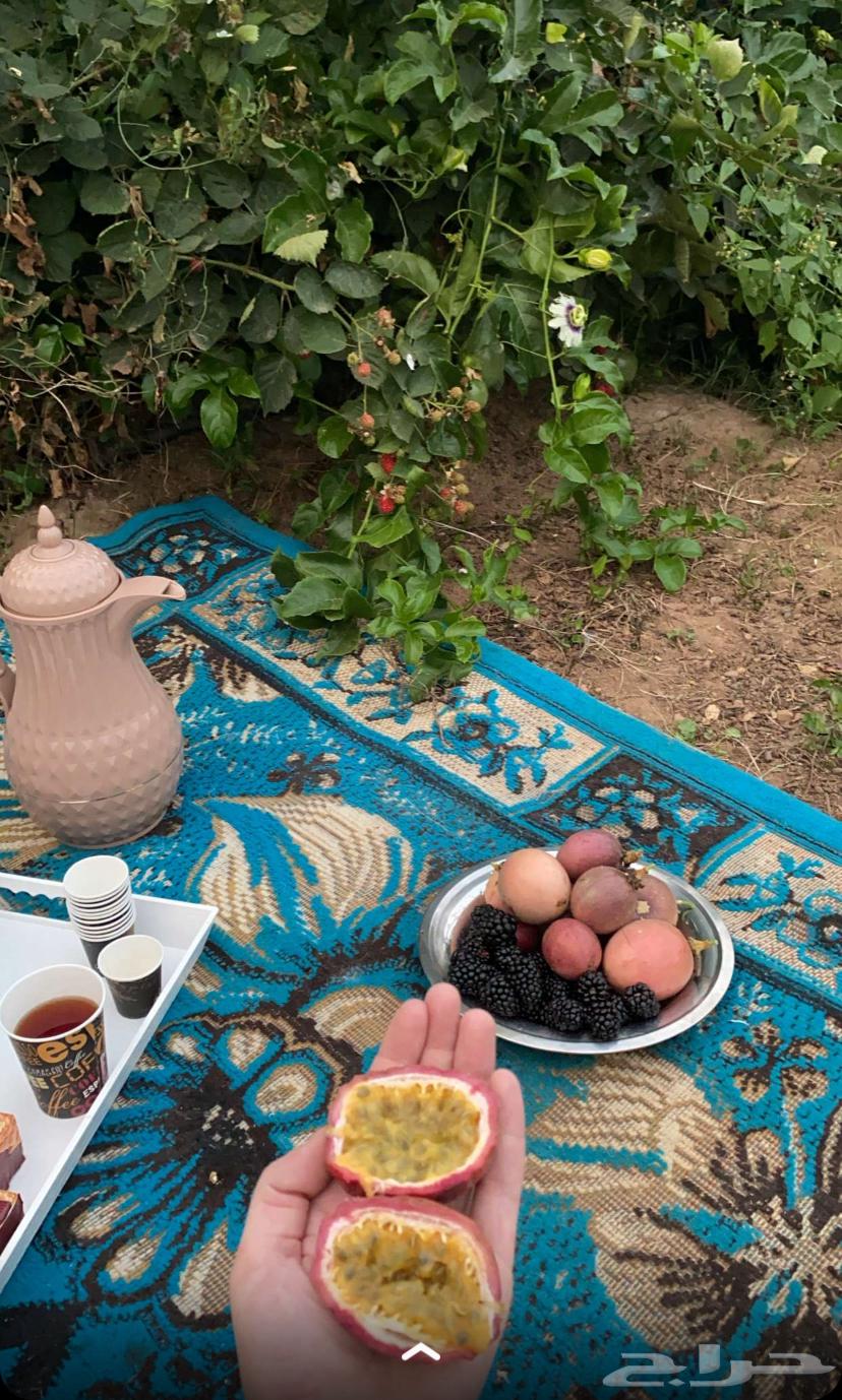 باشن فروت البنفسجي64167149011713111