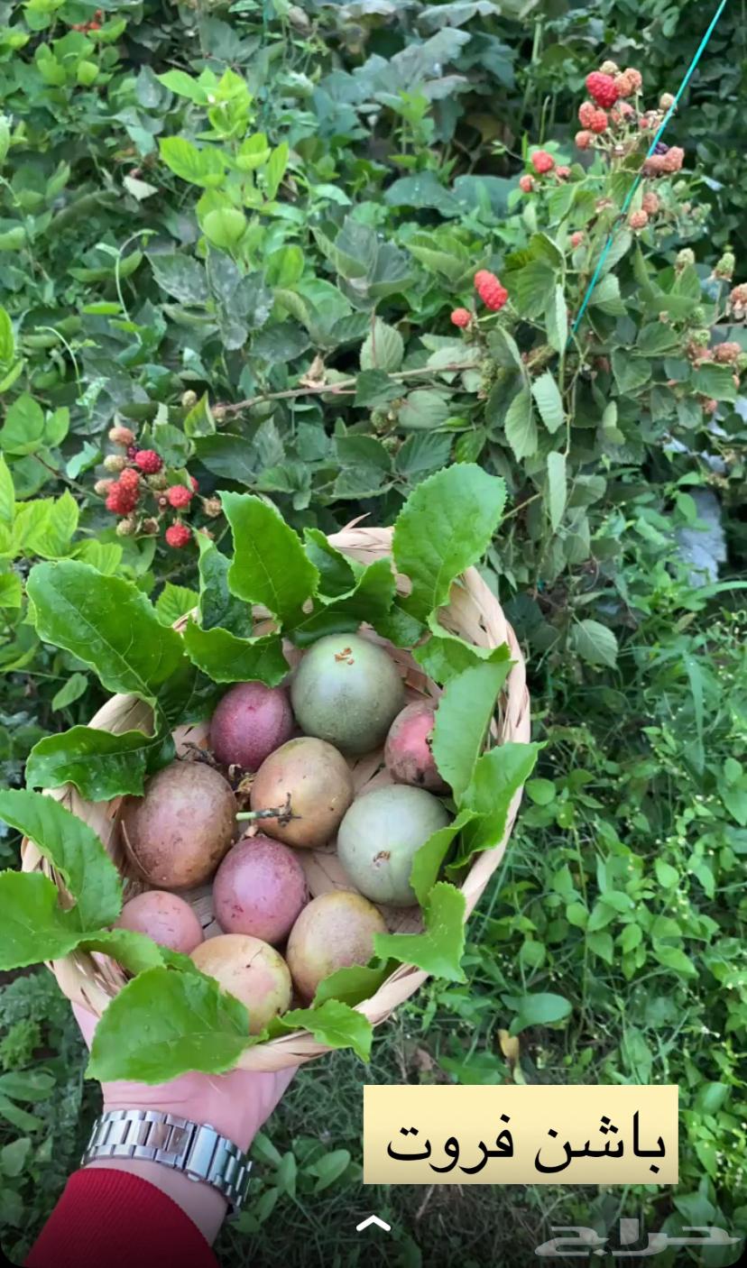 باشن فروت البنفسجي64167149011713112