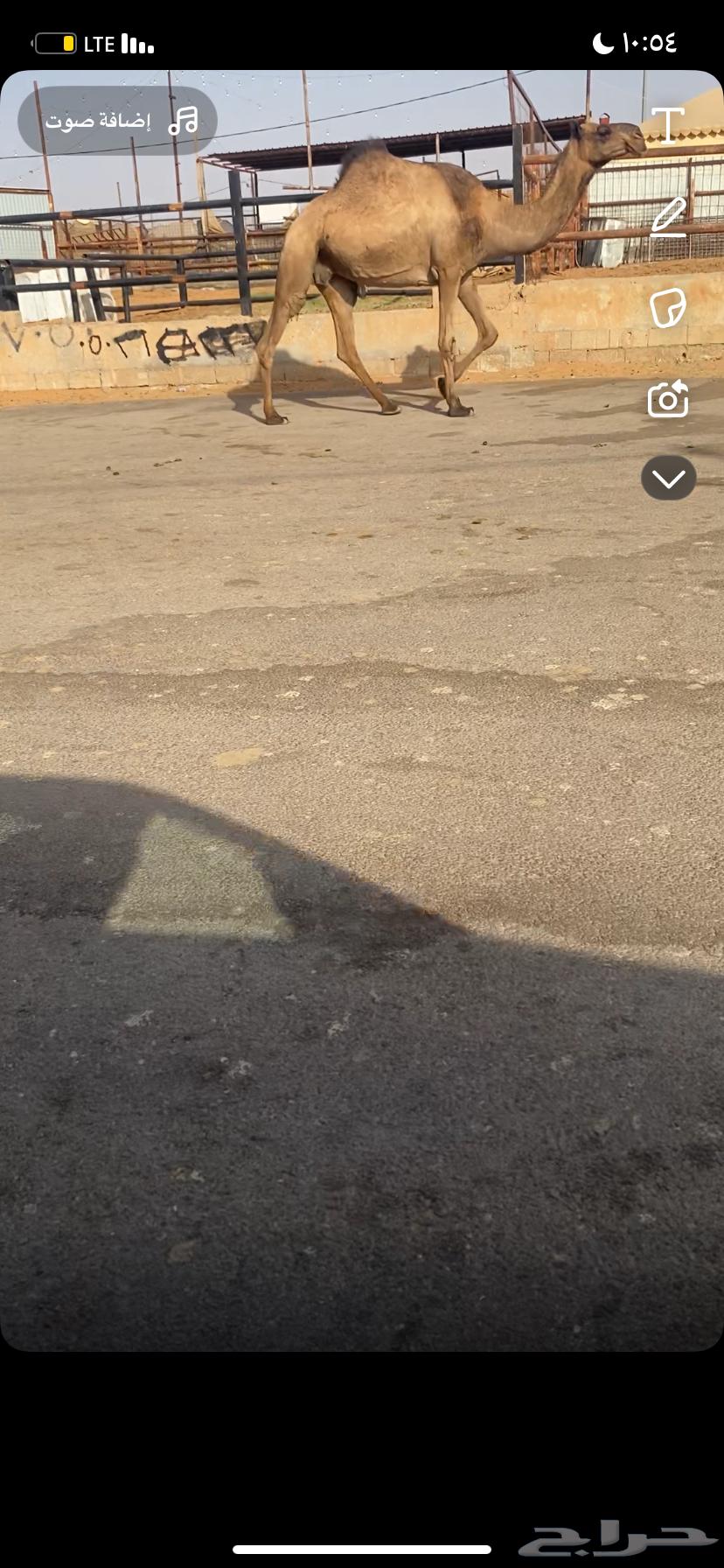 للبيع القحه الصفر64173239155971110