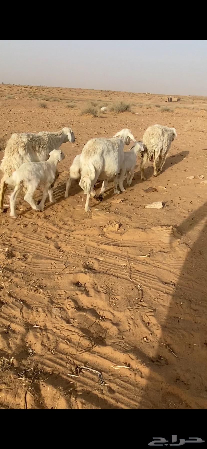 Sheep for Sale - Free Range64152452889857111