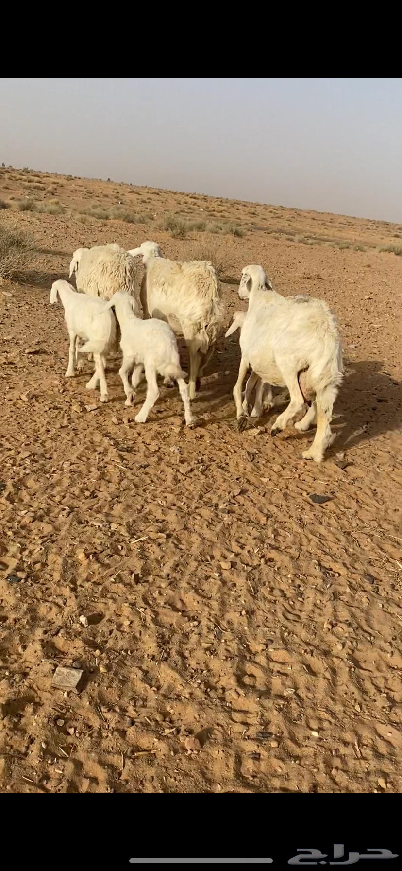 Sheep for Sale - Free Range64152452889857110