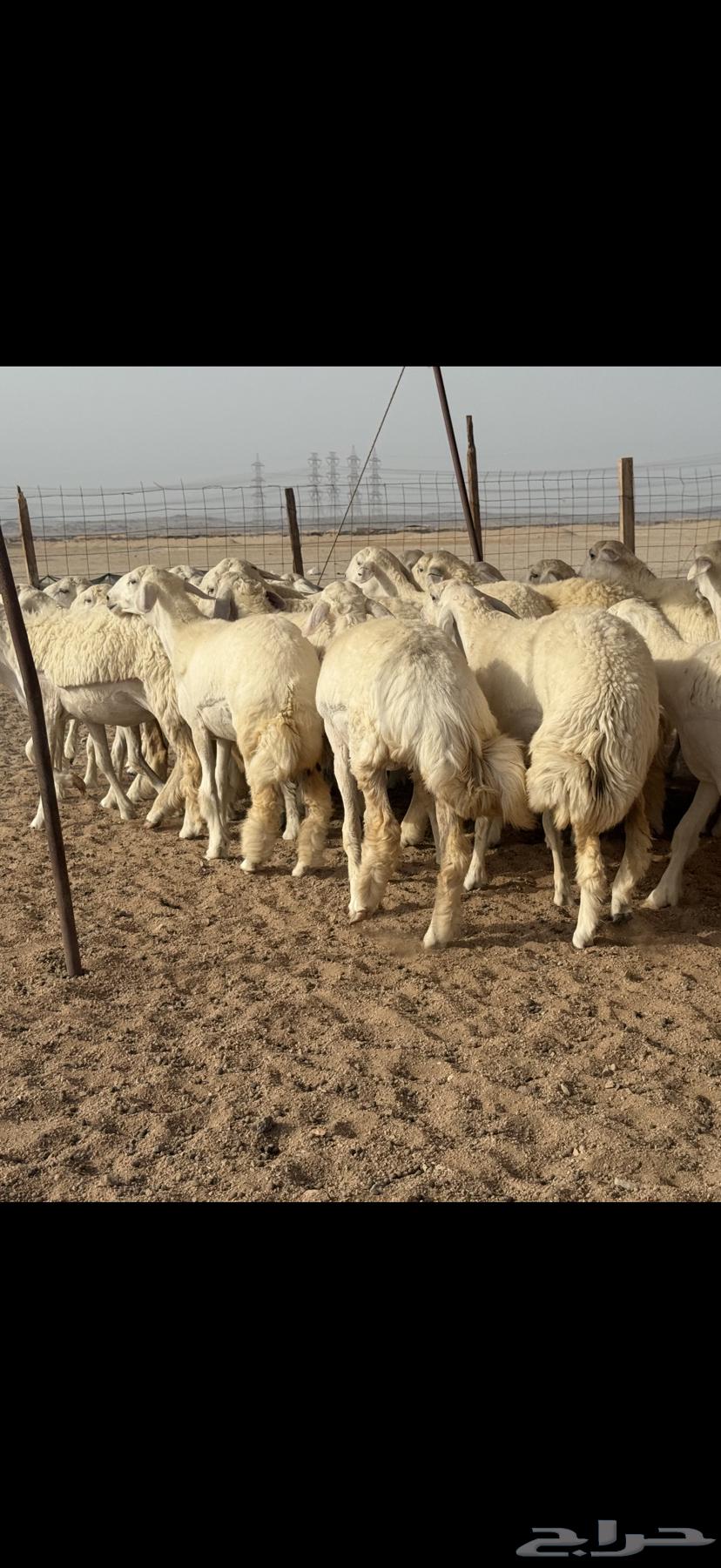 سلام عليكم ورحمة الله وبركاته64168157544067112