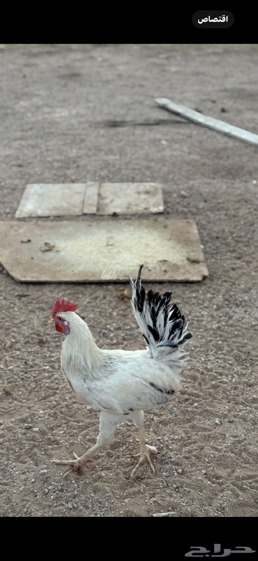 بيع أربع ديكة64383386500865110